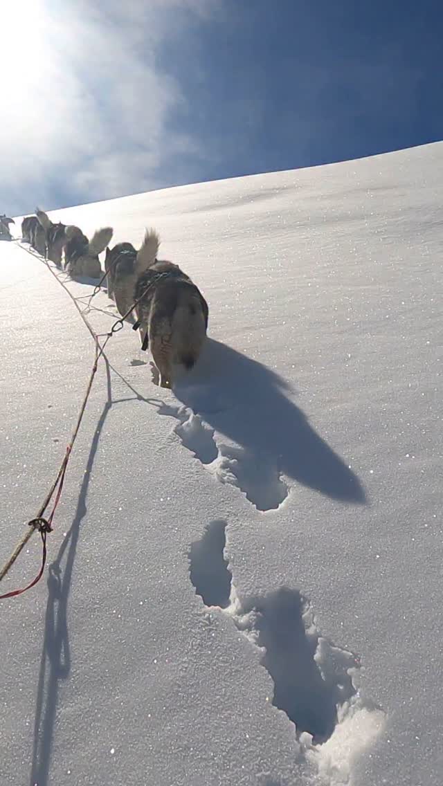 Tribute ♥️ to a wonderful day with the bearded vulture 🦅 living in our neighbourhood 🏔️.
.
His energy makes your heart calm as well as excited ☯️. Full. Pure life 🍀.
.
As our huskys 🐺 do ♥️.
.
Experience your instincts 🐺, and color 🌈 your mind.
. 
🔗 mountainhusky.com 
.
🐺🏔️🎦 @basecamp_gramais @hubslindner 
#bergschulelechtal #huskymountaineering 
.
powered by 
🔥 @kreatur.work 
🔥 @hagan_ski 
🔥 @zaniergloves 
🔥 @pokusa_for_health_de 
🔥 @sledwork.de 
🔥 @scarpa_at 
🔥 @scarpa_world 
🔥 @benglerwald_berg_chaletdorf 
🔥 @tri_hannes 
.
#noplacetoofar 
#pureskimountaineering 
#mymountainpassion