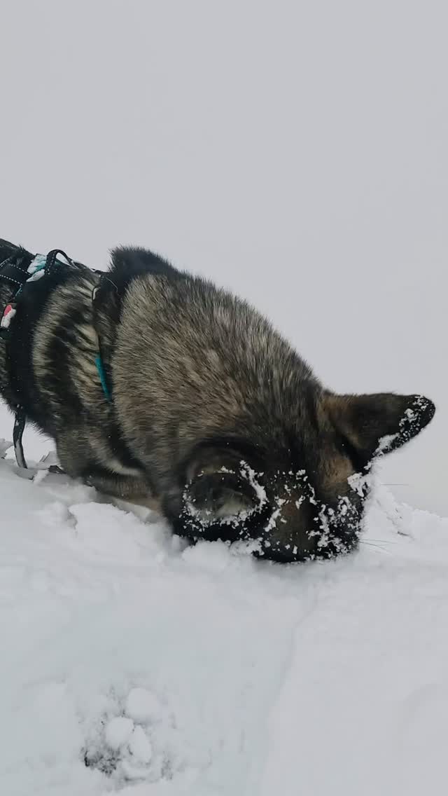 Winter has been in for some days ❄️
.
Experience your instincts 🐺
and color 🌈 your mind.
.
🐺🏔️🎦 @basecamp_gramais @hubslindner 
#bergschulelechtal #huskymountaineering 
.
powered by 
🔥 @kreatur.work 
🔥 @cloudy.hinterstein 
🔥 @hagan_ski 
🔥 @zaniergloves 
🔥 @pokusa_for_health_de 
🔥 @sledwork.de 
🔥 @scarpa_at 
🔥 @scarpa_world 
🔥 @benglerwald_berg_chaletdorf 
🔥 @tri_hannes 
.
#noplacetoofar 
#pureskimountaineering 
#mymountainpassion