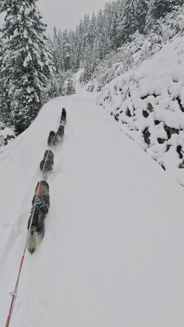 If you do it to the end 🏁 of this 
.
🐾  l.o.n.g.p.i.e.c.e. 🐾 
.
we can guarantee you feel like flying through a tunnel of winter wonderland ❄️
.
Experience your instincts 🐺
color 🌈 your mind.
.
🐺🏔️🎦 @basecamp_gramais @hubslindner 
#bergschulelechtal #huskymountaineering 
.
powered by 
🔥 @kreatur.work 
🔥 @cloudy.hinterstein 
🔥 @hagan_ski 
🔥 @zaniergloves 
🔥 @autohausberger
🔥 @pokusa_for_health_de 
🔥 @sledwork.de 
🔥 @scarpa_at 
🔥 @scarpa_world 
🔥 @benglerwald_berg_chaletdorf 
🔥 @hotellaerchenhoflermoos 
🔥 @tri_hannes 
.
#noplacetoofar 
#pureskimountaineering 
#mymountainpassion