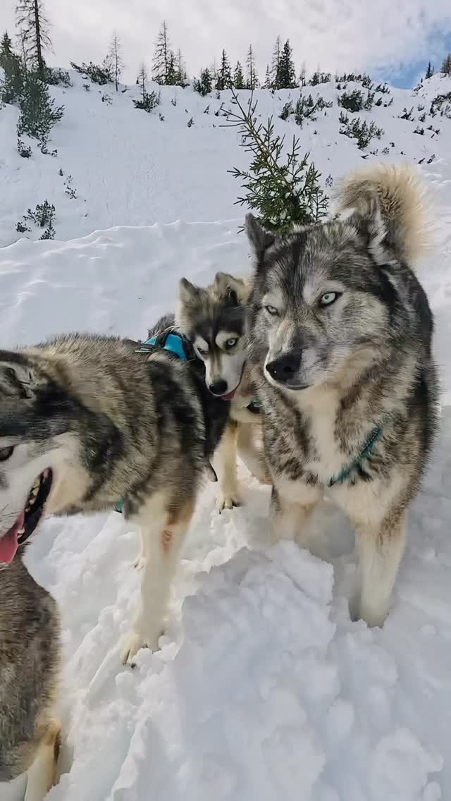 Capturing the pack dynamics in the behavior of my Huskies while downhill skiing, makes it possible to reflect on many aspects of the animals’ individual needs and their manifested pack behavior. 
.
Off-leash, this becomes just as apparent in the terrain as it does in pack life at home.
.
Anyone taking time to look closely might learn quite a bit about the characters within our Husky pack.
.
Experience your instincts 🐺
color 🌈 your mind.
. 
🔗 mountainhusky.com 
.
🐺🏔️🎦 @basecamp_gramais @hubslindner 
#bergschulelechtal #huskymountaineering 
.
powered by 
🔥 @cloudy.hinterstein 
🔥 @hagan_ski 
🔥 @zaniergloves 
🔥 @pokusa_for_health_de 
🔥 @sledwork.de 
🔥 @benglerwald_berg_chaletdorf 
🔥 @hotellaerchenhoflermoos 
🔥 @tri_hannes 
.
#pureskimountaineering 
#mymountainpassion 
#mountainhusky