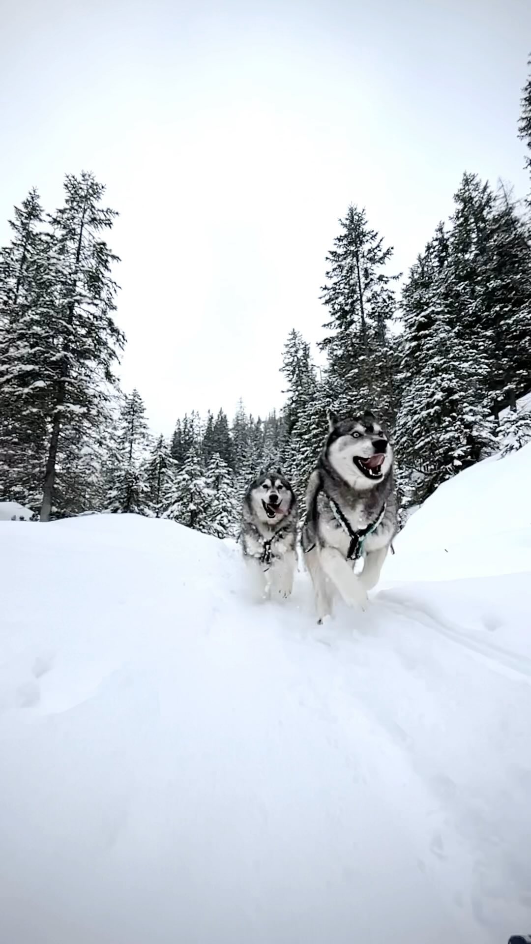 In the beauty 🌹🐺❄️ of their life 
Valluga & Loki enjoying chasing me 🐾
.
Experience your instincts 🐺, and color 🌈 your mind.
. 
🔗 mountainhusky.com 
.
🐺 🏔️🎦 @basecamp_gramais @hubslindner 
#bergschulelechtal #huskymountaineering 
.
powered by 
🔥 @kreatur.work 
🔥 @hagan_ski 
🔥 @zaniergloves 
🔥 @pokusa_for_health_de 
🔥 @sledwork.de 
🔥 @scarpa_at 
🔥 @scarpa_world 
🔥 @benglerwald_berg_chaletdorf 
🔥 @tri_hannes 
.
#noplacetoofar 
#pureskimountaineering 
#mymountainpassion