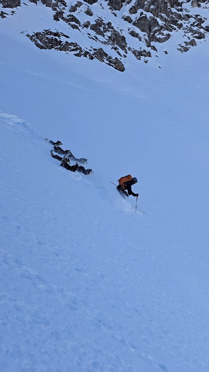 Our downhill videos ❄️🐾⛷️ 
that went viral 🦠 are bursting of questions and comments about avalanche risk.
.
Everyone who‘s really interested - please come by, earn yourself expertise that is urgently needed to make decisions by quality. 
.
At least check our bio, our website and understand that the profession of a ski- and mountainguide (IVBV UIAGM IFMGA) is primarily about guiding and safety! 
.
Mankind in the alps do so since nearly 200 years.
.
And I do so in teamwork with my pack 🐺.
.
Whatever you may hate, it is on you to get rid of it 🍀.
.
Experience your instincts 🐺, and color 🌈 your mind.
. 
🔗 mountainhusky.com 
.
🎦 @simschoe 
.
🐺 🏔️⛷️ @basecamp_gramais @hubslindner 
#bergschulelechtal #huskymountaineering 
.
powered by 
🔥 @kreatur.work 
🔥 @hagan_ski 
🔥 @zaniergloves 
🔥 @pokusa_for_health_de 
🔥 @sledwork.de 
🔥 @scarpa_at 
🔥 @scarpa_world 
🔥 @benglerwald_berg_chaletdorf 
🔥 @tri_hannes 
.
#noplacetoofar 
#pureskimountaineering 
#mymountainpassion