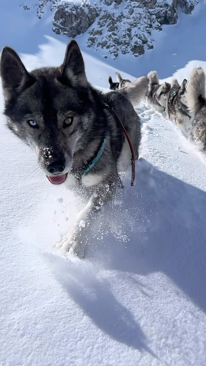 An April Pow Creation ❄️
.
saying thank you 🙏
.
for a blasting winter ❄️ 
.
that always made skitouring with our guests to wonderful 🌈 experiences even though conditions 🏔️ have been demanding. 
.
This Reel represents a little bit of our 💯th #huskymountaineering 🌈🐺 skitour this winter.
.
Being thank- and grateful for us all to be healthy 🙏.
.
And we got so much stronger in what we are doing 💫.
.
Experience your instincts 🐺, and color 🌈 your mind.
. 
🔗 mountainhusky.com 
.
🐺 🏔️🎦@basecamp_gramais @hubslindner 
#bergschulelechtal #huskymountaineering 
.
powered by 
🔥 @kreatur.work 
🔥 @hagan_ski 
🔥 @zaniergloves 
🔥 @pokusa_for_health_de 
🔥 @sledwork.de 
🔥 @scarpa_at 
🔥 @scarpa_world 
🔥 @benglerwald_berg_chaletdorf 
🔥 @tri_hannes 
.
#noplacetoofar 
#pureskimountaineering 
#mymountainpassion