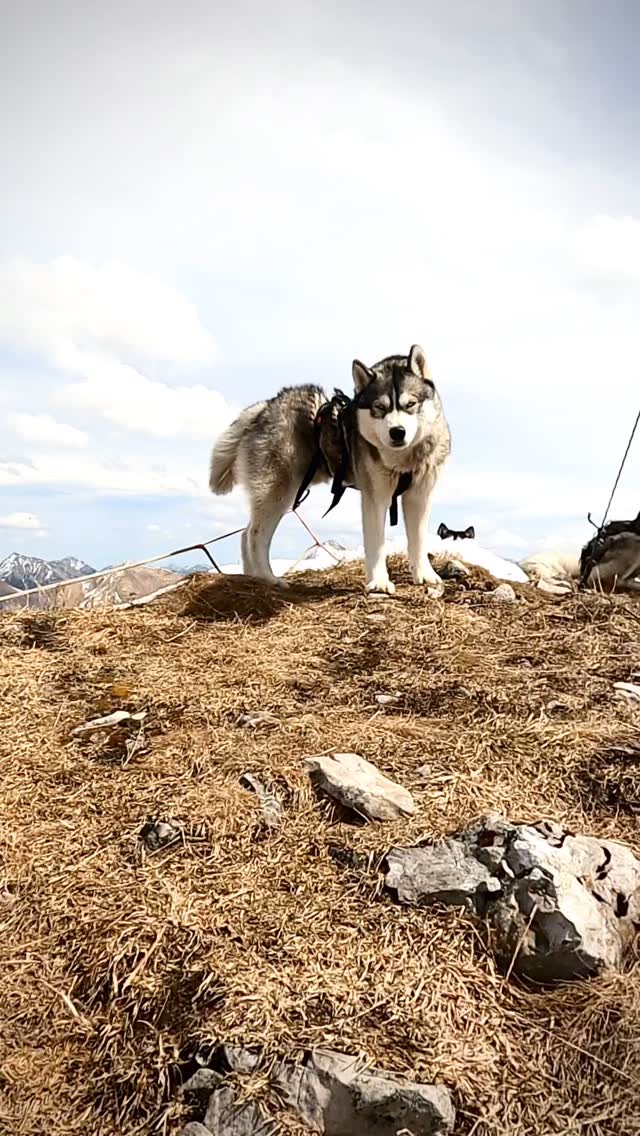The beauty of 
.
#husky in the mountains 🏔️🐾🍀😘🐺🌈
.
Experience your instincts 🐺, and color 🌈 your mind.
. 
🔗 mountainhusky.com 
.
🐺 🏔️🎦 @basecamp_gramais @hubslindner 
#bergschulelechtal #huskymountaineering 
.
powered by 
🔥 @kreatur.work 
🔥 @hagan_ski 
🔥 @zaniergloves 
🔥 @pokusa_for_health_de 
🔥 @sledwork.de 
🔥 @scarpa_at 
🔥 @scarpa_world 
🔥 @benglerwald_berg_chaletdorf 
🔥 @tri_hannes 
.
#noplacetoofar 
#pureskimountaineering 
#mymountainpassion