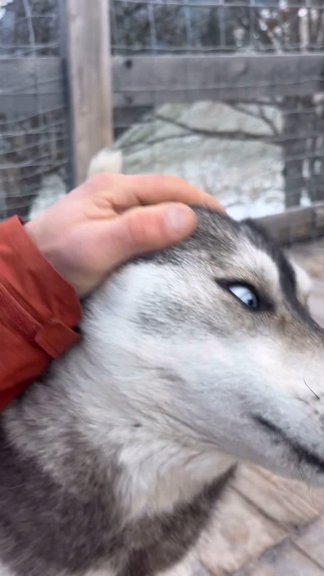 2nd April ❄️ was pow offleash time 🐺🤩
.
Except for crossing our small village they enjoyed freedom 🍀 
.
Experience your instincts 🐺, and color 🌈 your mind.
. 
🔗 mountainhusky.com 
.
🐺🏔️🎦 @basecamp_gramais @hubslindner 
#bergschulelechtal #huskymountaineering 
.
powered by 
🔥 @kreatur.work 
🔥 @hagan_ski 
🔥 @zaniergloves 
🔥 @pokusa_for_health_de 
🔥 @sledwork.de 
🔥 @scarpa_at 
🔥 @scarpa_world 
🔥 @benglerwald_berg_chaletdorf 
🔥 @tri_hannes 
.
#noplacetoofar 
#pureskimountaineering 
#mymountainpassion