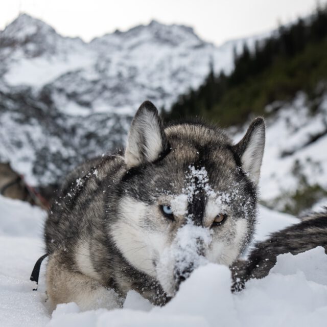 Ralph loves skitouring ⛷️🏔️
.
he grew up with animals 🐴🐺
.
and getting a year older 💫🥳
.
gave reason to his friends and family 🔥♥️
.
to surprise him with a voucher for a day full of mountain and husky experience. 
.
including photo & video shooting 
📸🎥 @tri_hannes 
.
What about you and your next anniversary ?
.
Experience your instincts 🐺
color 🌈 your mind.
.
🐺🏔️ @basecamp_gramais @hubslindner 
#bergschulelechtal #huskymountaineering 
.
powered by 
🔥 @cloudy.hinterstein
🔥 @hagan_ski 
🔥 @zaniergloves 
🔥 @pokusa_for_health_de 
🔥 @sledwork.de 
🔥 @benglerwald_berg_chaletdorf 
🔥 @hotellaerchenhoflermoos
.
#pureskimountaineering 
#mymountainpassion 
#mountainhusky