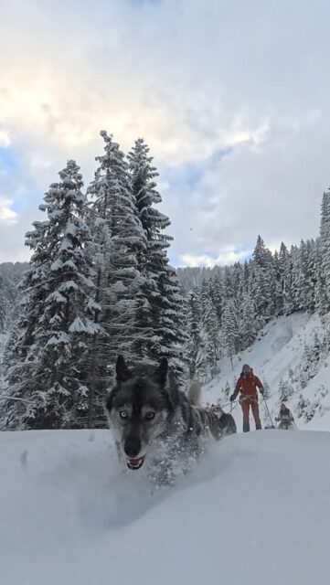 Up & Down by telemark on skins 😂
ascenting descenting ascenting … to the icefall 🥶
.
team 👉 works 🐾
.
Experience your instincts 🐺
color 🌈 your mind.
. 
🔗 mountainhusky.com 
.
🐺⛷️ @basecamp_gramais 
📸 @tri_hannes @hubslindner 
#bergschulelechtal #huskymountaineering #mountainhusky 
.
powered by 
🔥 @cloudy.hinterstein 
🔥 @hagan_ski @hagan_ski_usa 
🔥 @zaniergloves 
🔥 @pokusa_for_health_de 
🔥 @sledwork.de 
🔥 @benglerwald_berg_chaletdorf 
🔥 @hotellaerchenhoflermoos 
.
#pureskimountaineering 
#mymountainpassion