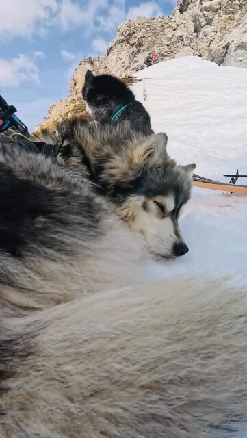You may feel their 🐺 presence ♥️
.
Experience your instincts 
color 🌈 your mind.
.
🐺🏔️🎦 @basecamp_gramais @hubslindner
#bergschulelechtal #huskymountaineering 
.
powered by 
🔥 @cloudy.hinterstein
🔥 @hagan_ski 
🔥 @zaniergloves 
🔥 @pokusa_for_health_de 
🔥 @sledwork.de 
🔥 @benglerwald_berg_chaletdorf 
🔥 @laerchenhoflermoos 
🔥 @tri_hannes 
.
#pureskimountaineering 
#mymountainpassion 
#mountainhusky