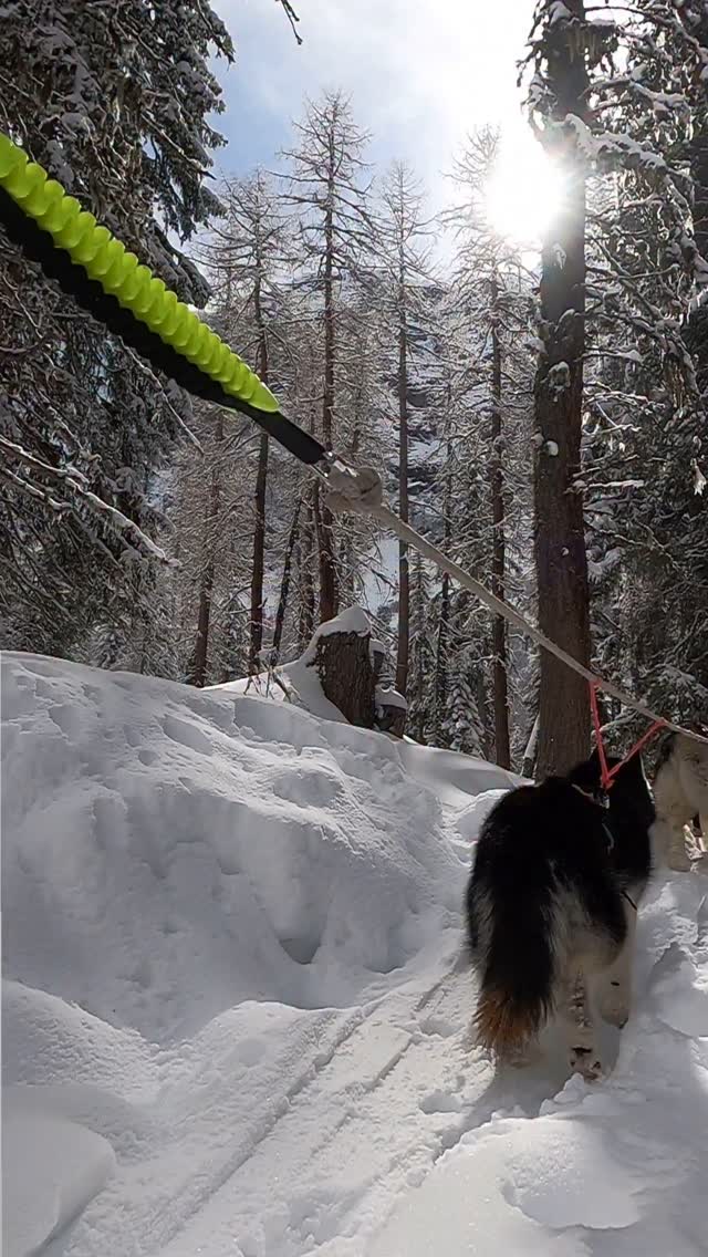 Your #huskymountaineering adventure may lead you to our great icefalls 🧊🏔️
.
The pack helping us to carry our heavy gear ⛏️🪢
.
Book now 
🔗 mountainhusky.com
🔗 bergschule-lechtal.com/produkt/huskymountaineering-winter/
. 
Experience your instincts 🐺, and color 🌈 your mind.
.
🐺🏔️🎦 @basecamp_gramais @hubslindner 
#bergschulelechtal #huskymountaineering 
.
🎦 @tri_hannes 
.
powered by 
🔥 @kreatur.work 
🔥 @hagan_ski 
🔥 @zaniergloves 
🔥 @pokusa_for_health_de 
🔥 @sledwork.de 
🔥 @scarpa_at 
🔥 @scarpa_world 
🔥 @benglerwald_berg_chaletdorf 
.
#noplacetoofar 
#pureskimountaineering 
#mymountainpassion