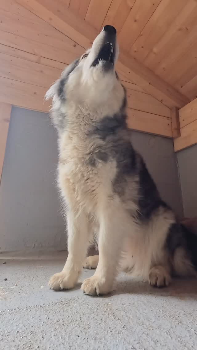 It is a gift 🎁
.
Being in this body.
.
Experiencing this projection of universe 🌍 🪐.
.
Our way brought us there. 
.
Often hard to stand. 
.
Manifesting a team with beings 🐺, that are fully connected to their core and heart ♥️.
.
Let’s say …linked to the resonance of it all ✨
.
Experience your instincts 🐺, and color 🌈 your mind.
. 
🔗 mountainhusky.com 
.
So many thx 🙏 to 
🔥 @scarpa_at 
🔥 @scarpa_world 
for the perfect footwear that provides me comfort and grip on our mountain excursions 🐾🏔️. 
#noplacetoofar 
.
🐺🏔️🎦 @basecamp_gramais @hubslindner 
#bergschulelechtal #huskymountaineering 
.
powered by 
🔥 @kreatur.work 
🔥 @hagan_ski 
🔥 @zaniergloves 
🔥 @pokusa_for_health_de 
🔥 @sledwork.de 
🔥 @benglerwald_berg_chaletdorf 
.
#pureskimountaineering 
#mymountainpassion