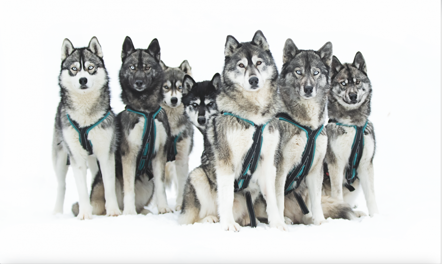 Husky Herbst – Bild 2