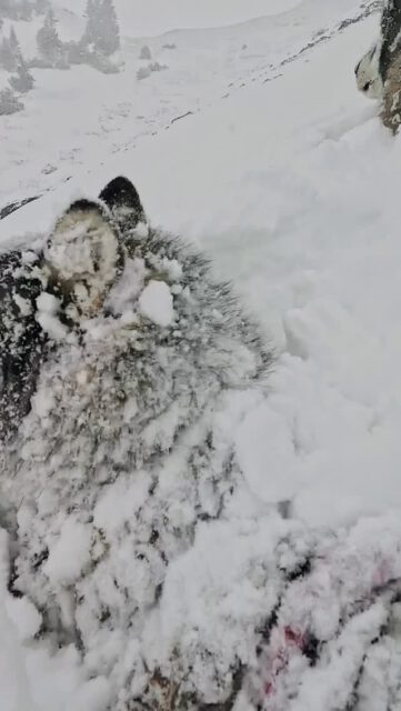 Ein einzigartiges Erlebnis im Winter in den Bergen 💫
.
Mit unserem Partner @hotellaerchenhoflermoos an einem der schönsten und exklusivsten Plätze in den Alpen 🏔️, in #lermoos #tirol.
.
#husky 🐺 + #skitour ⛷️meets #wellnesstower 💦 + #eventsauna ❤️‍🔥
.
Bei Buchung - bis 30/11/25 - im @hotellaerchenhoflermoos erhält ihr satte ❗️20% ❗️Rabatt auf euer einzigartiges #huskymountaineering 🐺 Bergerlebnis.
.
Euren Tag in den verschneiten Bergen beendet ihr in einer einzigartigen Ruhe-, Pool- und Saunalandschaft ♨️.
.
Einfach DM 👉 an @basecamp_gramais schicken, und wir senden euch die Buchungslinks sowie den PROMOCODE zu!
.
🐺🏔️ @basecamp_gramais 
🎦 @hubslindner 
.
#bergschulelechtal #huskymountaineering 
.
powered by 
🔥 @kreatur.work 
🔥 @cloudy.hinterstein 
🔥 @hagan_ski 
🔥 @zaniergloves 
🔥 @pokusa_for_health_de 
🔥 @sledwork.de 
🔥 @scarpa_at 
🔥 @scarpa_world 
.
#noplacetoofar 
#pureskimountaineering 
#mymountainpassion