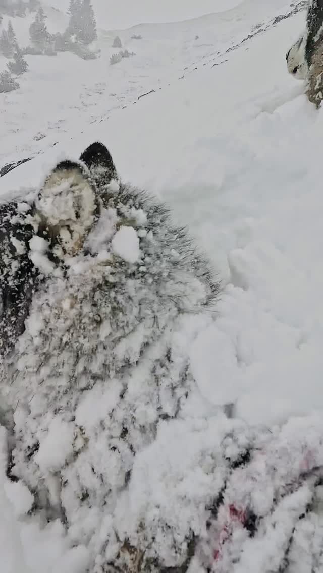 Ein einzigartiges Erlebnis im Winter in den Bergen 💫
.
Mit unserem Partner @hotellaerchenhoflermoos an einem der schönsten und exklusivsten Plätze in den Alpen 🏔️, in #lermoos #tirol.
.
#husky 🐺 + #skitour ⛷️meets #wellnesstower 💦 + #eventsauna ❤️‍🔥
.
Bei Buchung - bis 30/11/25 - im @hotellaerchenhoflermoos erhält ihr satte ❗️20% ❗️Rabatt auf euer einzigartiges #huskymountaineering 🐺 Bergerlebnis.
.
Euren Tag in den verschneiten Bergen beendet ihr in einer einzigartigen Ruhe-, Pool- und Saunalandschaft ♨️.
.
Einfach DM 👉 an @basecamp_gramais schicken, und wir senden euch die Buchungslinks sowie den PROMOCODE zu!
.
🐺🏔️ @basecamp_gramais 
🎦 @hubslindner 
.
#bergschulelechtal #huskymountaineering 
.
powered by 
🔥 @kreatur.work 
🔥 @cloudy.hinterstein 
🔥 @hagan_ski 
🔥 @zaniergloves 
🔥 @pokusa_for_health_de 
🔥 @sledwork.de 
🔥 @scarpa_at 
🔥 @scarpa_world 
.
#noplacetoofar 
#pureskimountaineering 
#mymountainpassion