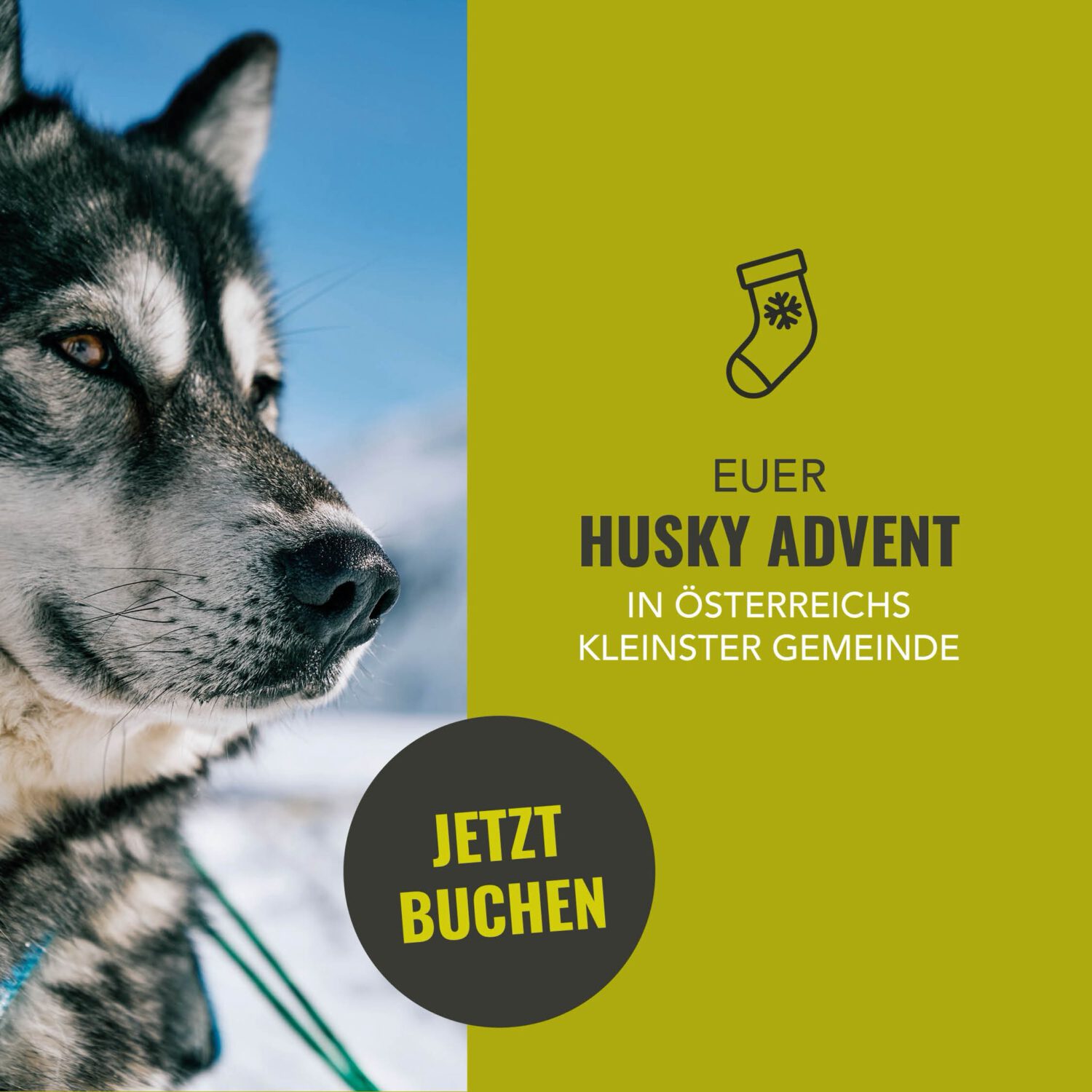 Husky Advent