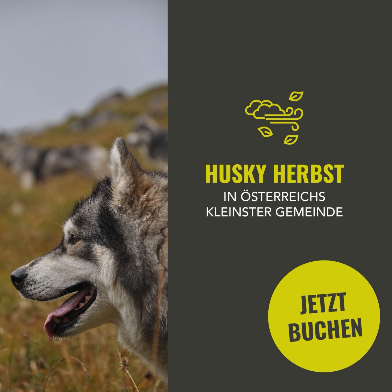 Husky Herbst