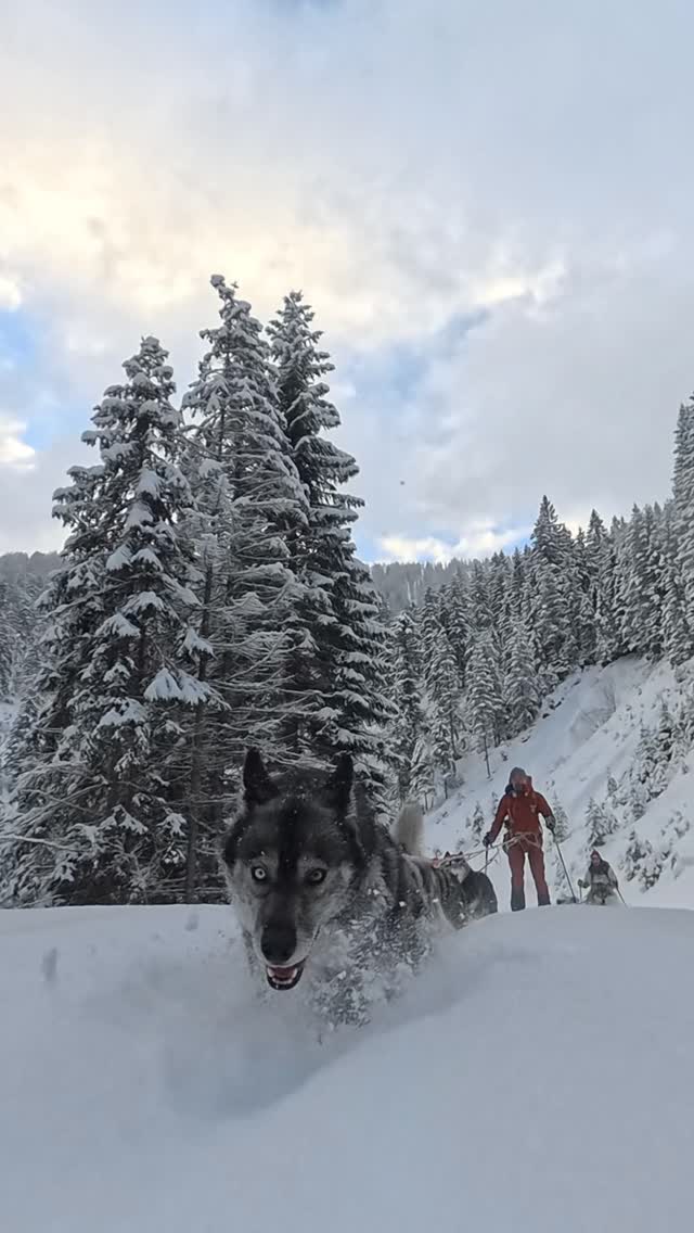 Up & Down by telemark on skins 😂
ascenting descenting ascenting … to the icefall 🥶
.
team 👉 works 🐾
.
Experience your instincts 🐺
color 🌈 your mind.
. 
🔗 mountainhusky.com 
.
🐺⛷️ @basecamp_gramais 
📸 @tri_hannes @hubslindner 
#bergschulelechtal #huskymountaineering #mountainhusky 
.
powered by 
🔥 @cloudy.hinterstein 
🔥 @hagan_ski @hagan_ski_usa 
🔥 @zaniergloves 
🔥 @pokusa_for_health_de 
🔥 @sledwork.de 
🔥 @benglerwald_berg_chaletdorf 
🔥 @hotellaerchenhoflermoos 
.
#pureskimountaineering 
#mymountainpassion