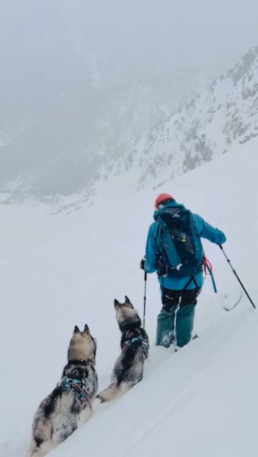manifest of routine 🐾⛷️
.
siberian huskies get - as every being on this planet - programmed by their environment 
. 
the difference:
. 
no civilisation 
.
nature 🐺 is the base of it all
.
Experience your instincts 🐺
color 🌈 your mind.
. 
🔗 mountainhusky.com 
.
🐺⛷️ @basecamp_gramais @hubslindner 
#bergschulelechtal #huskymountaineering #mountainhusky 
.
powered by 
🔥 @cloudy.hinterstein 
🔥 @hagan_ski @hagan_ski_usa 
🔥 @zaniergloves 
🔥 @pokusa_for_health_de 
🔥 @sledwork.de 
🔥 @benglerwald_berg_chaletdorf 
🔥 @hotellaerchenhoflermoos 
.
#pureskimountaineering 
#mymountainpassion