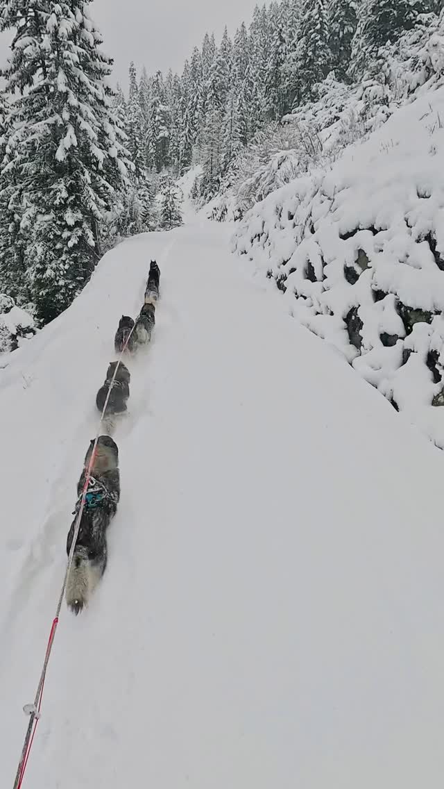 If you do it to the end 🏁 of this 
.
🐾  l.o.n.g.p.i.e.c.e. 🐾 
.
we can guarantee you feel like flying through a tunnel of winter wonderland ❄️
.
Experience your instincts 🐺
color 🌈 your mind.
.
🐺🏔️🎦 @basecamp_gramais @hubslindner 
#bergschulelechtal #huskymountaineering 
.
powered by 
🔥 @kreatur.work 
🔥 @cloudy.hinterstein 
🔥 @hagan_ski 
🔥 @zaniergloves 
🔥 @autohausberger
🔥 @pokusa_for_health_de 
🔥 @sledwork.de 
🔥 @scarpa_at 
🔥 @scarpa_world 
🔥 @benglerwald_berg_chaletdorf 
🔥 @hotellaerchenhoflermoos 
🔥 @tri_hannes 
.
#noplacetoofar 
#pureskimountaineering 
#mymountainpassion